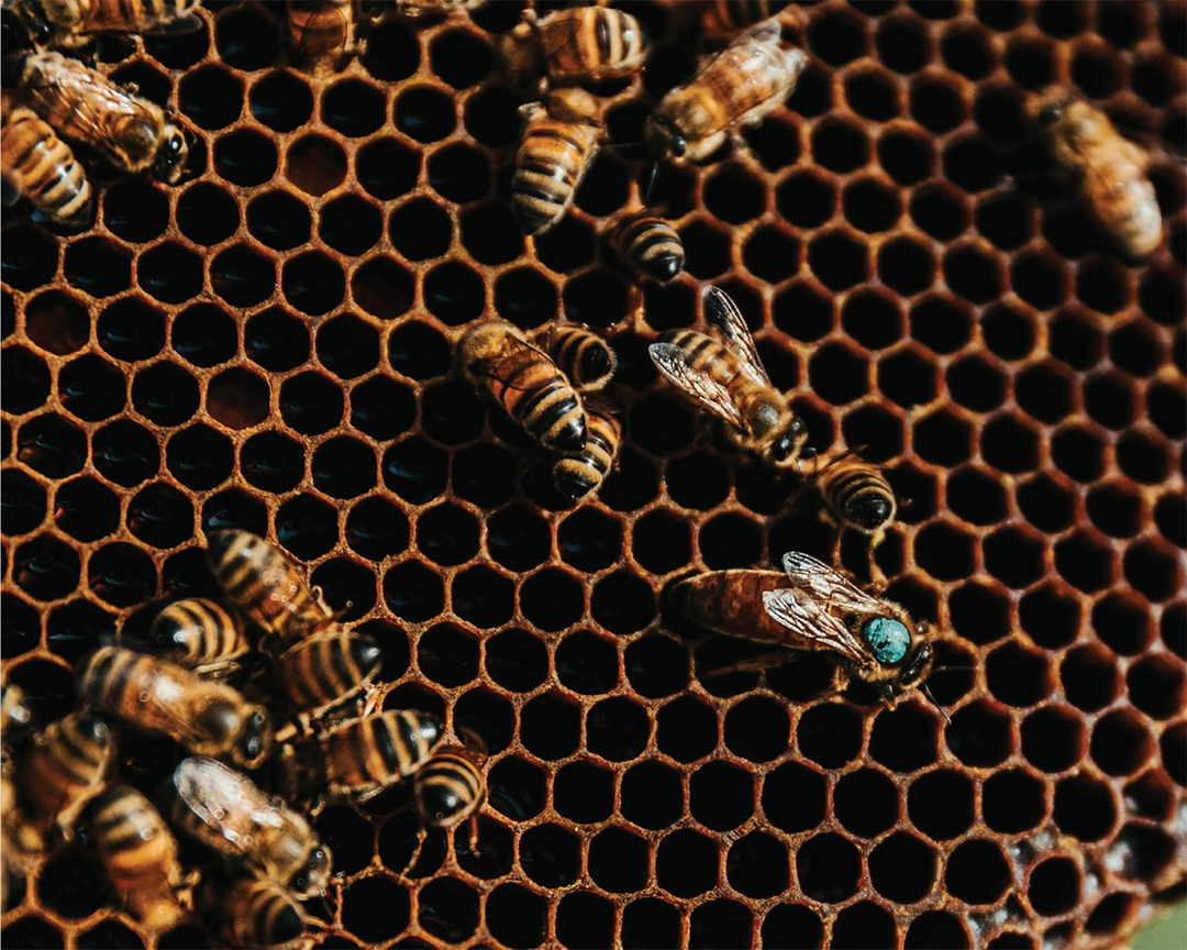 Bees on a honeycomb structure