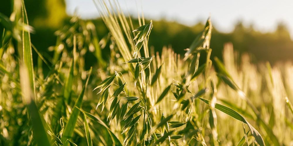oat extract